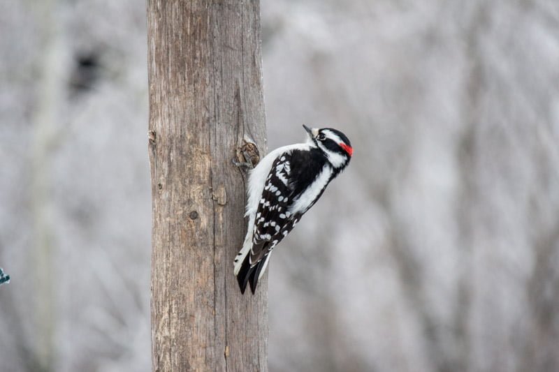 FortWhyte Alive | Nature Notes: The Woodpecker - FortWhyte Alive