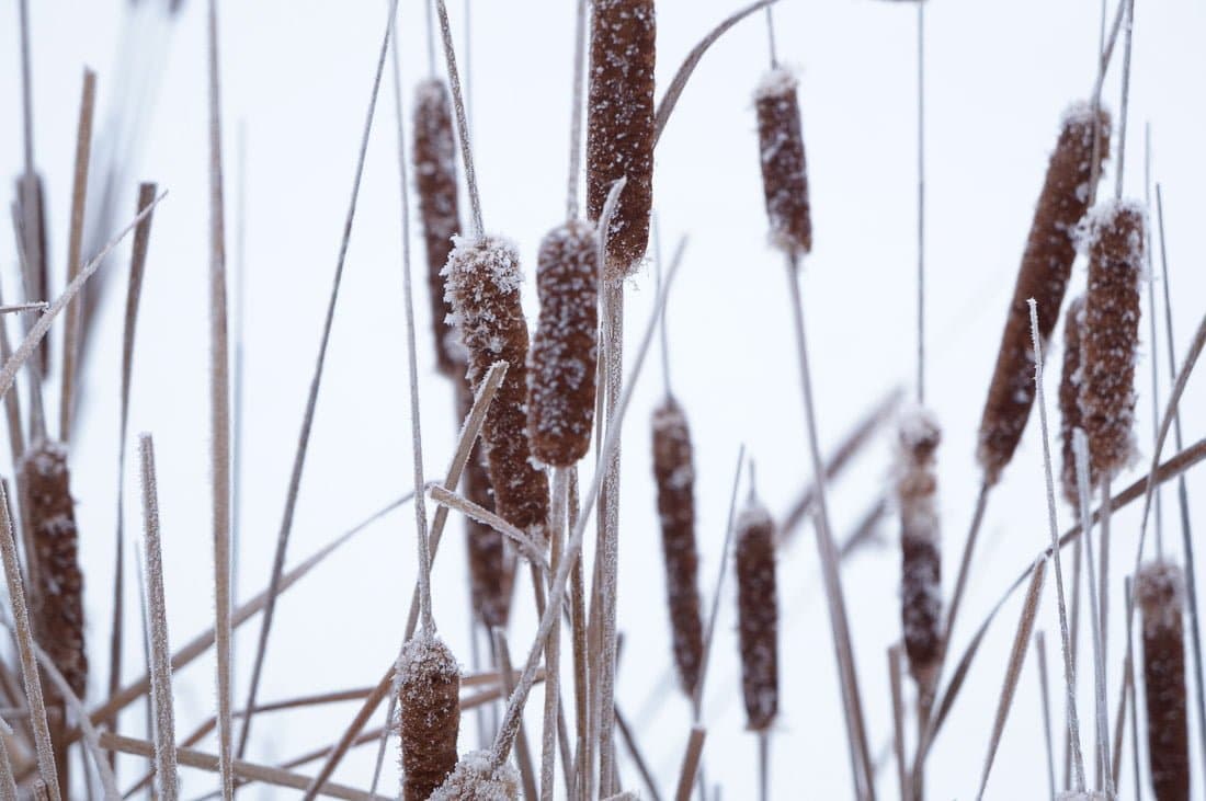 Frost clings to cattail in winter.