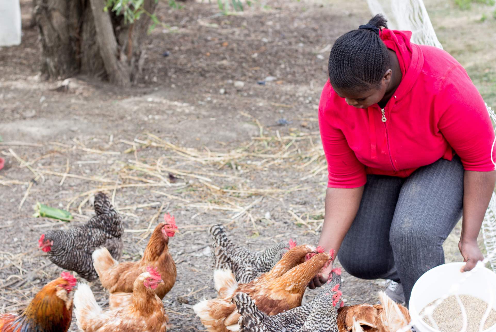 Farm staff feeding chickens