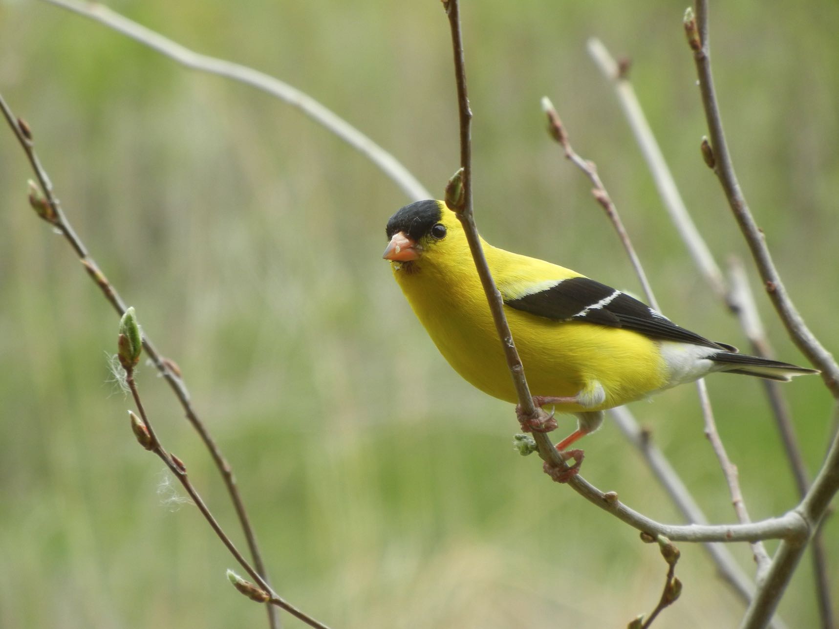 Yellow goldfinch perched on a branch