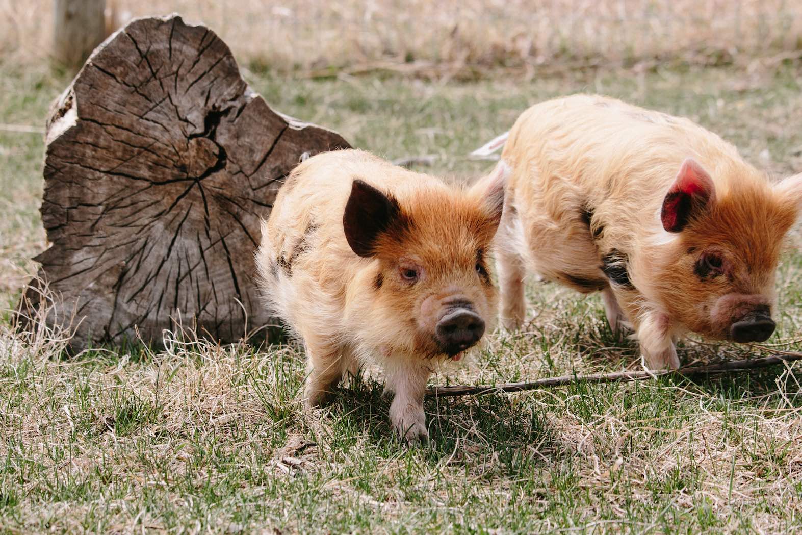 Piglets at FortWhyte Farms