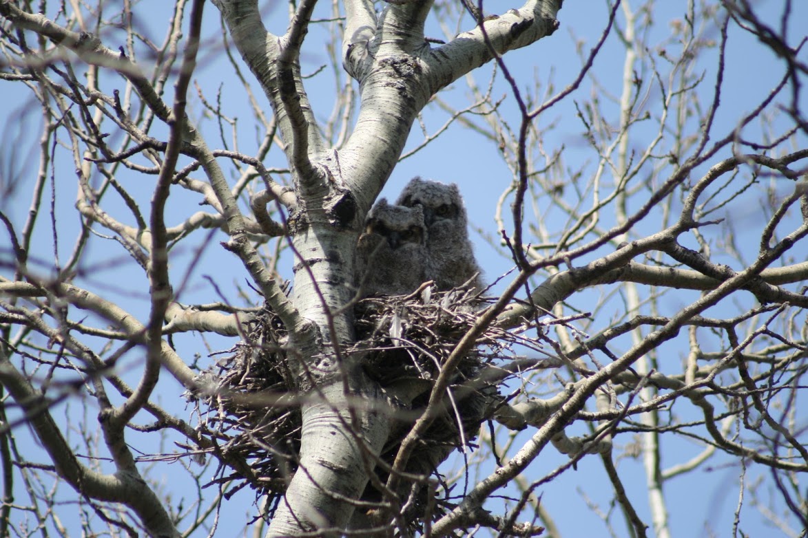 Two young owls peer down at the camera from their nest in a tree.