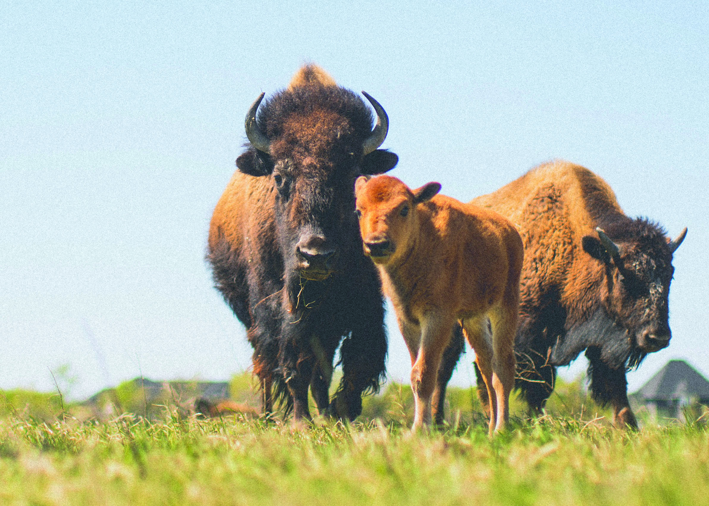 A group of bison graze on prairie grasses.