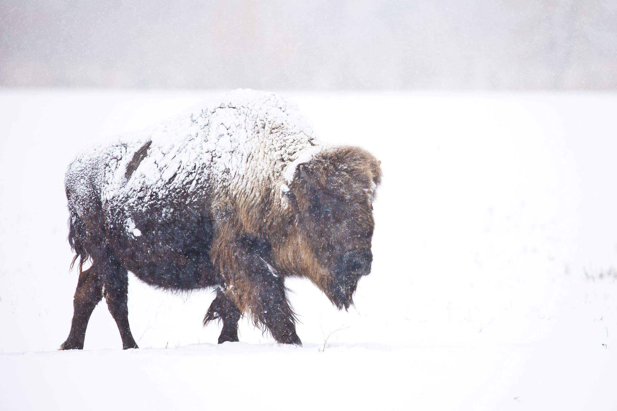 A snow covered bison in field.