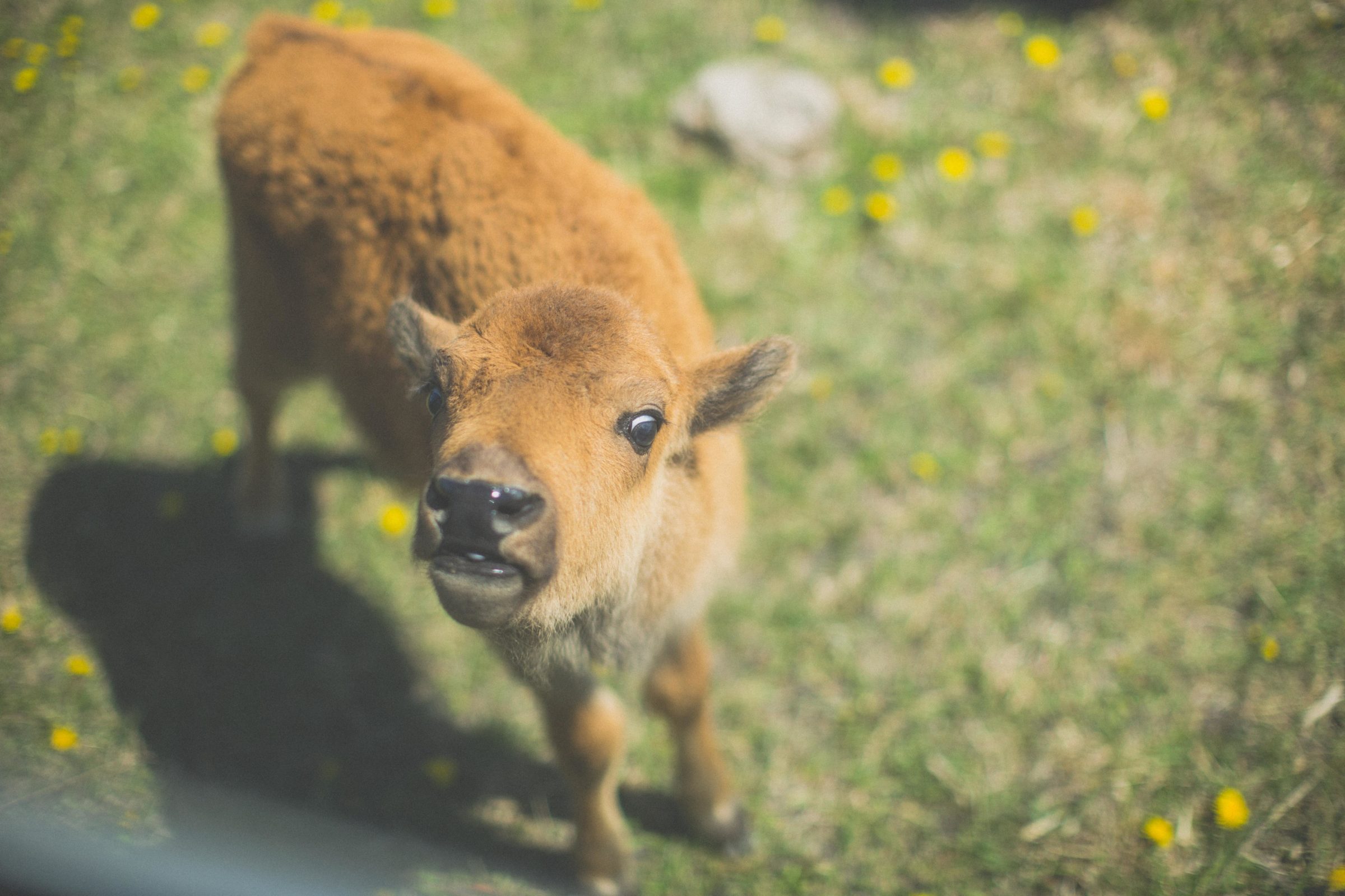 Baby bison calf