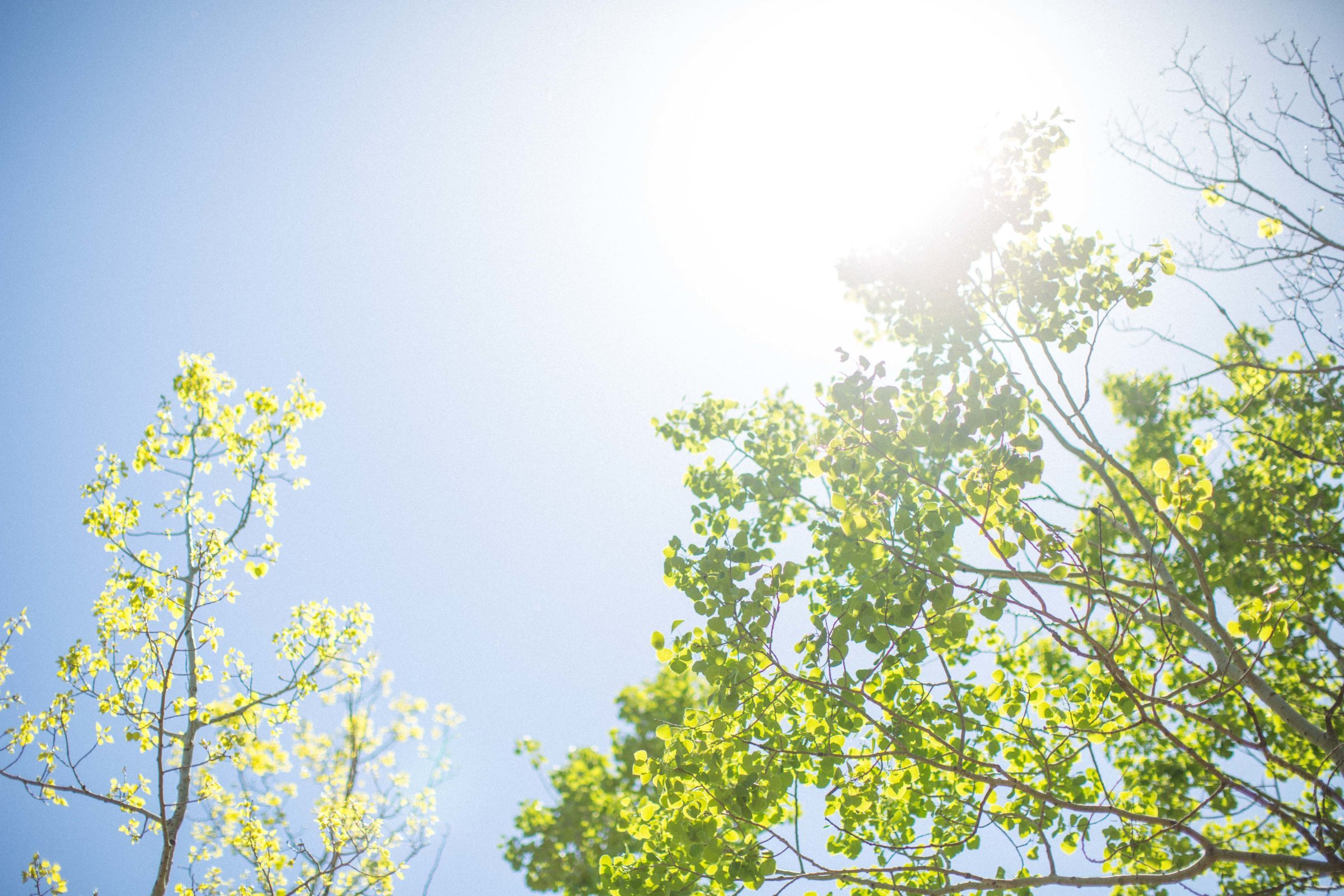 Clear blue sky and sun shine through green leaves