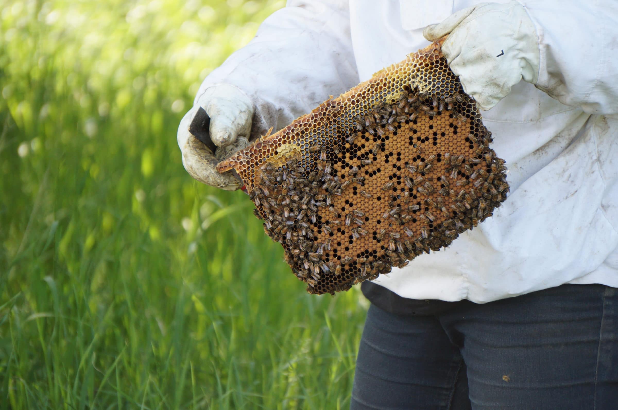 A beekeeper holds up an active beehive.