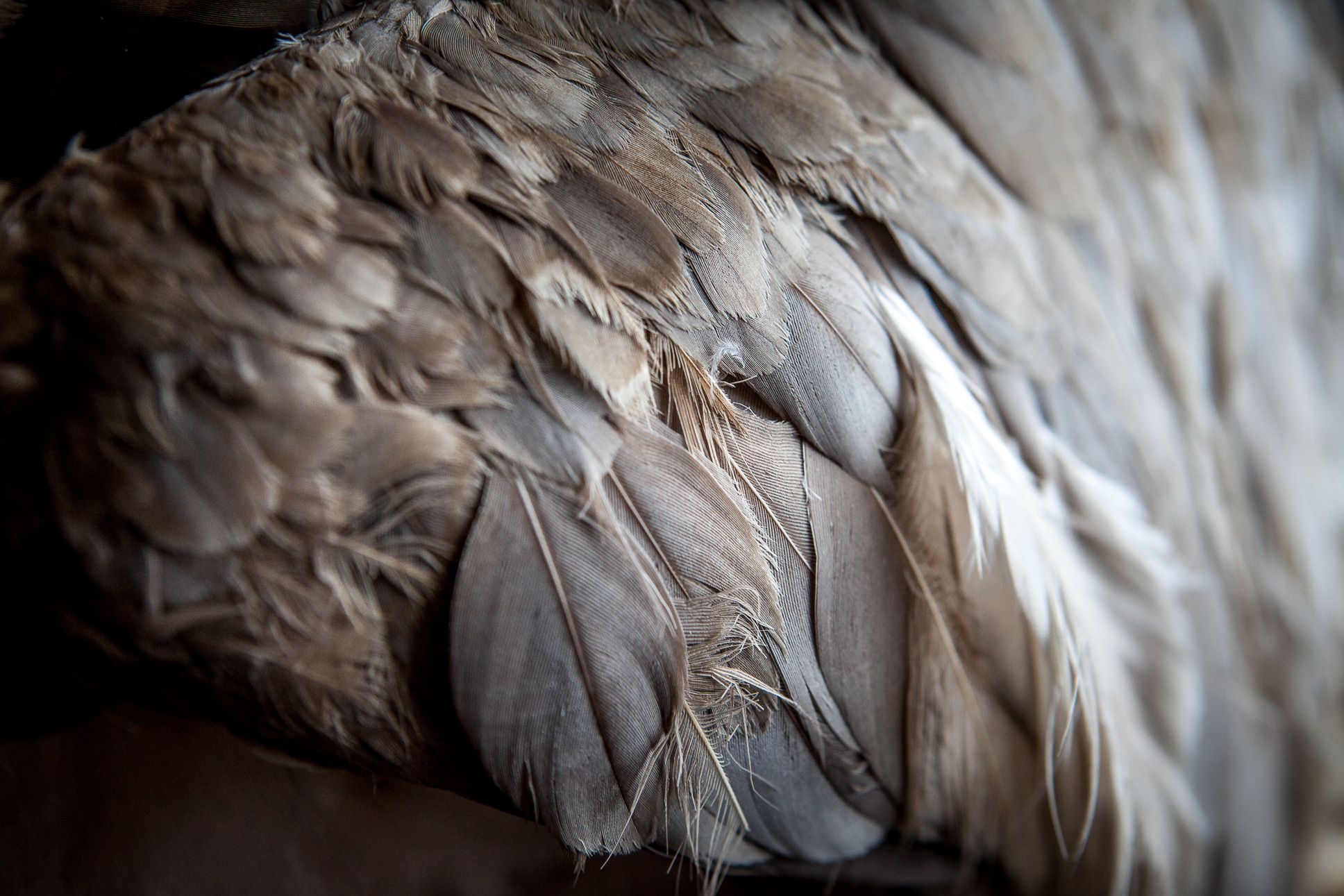 Close up of goose feathers