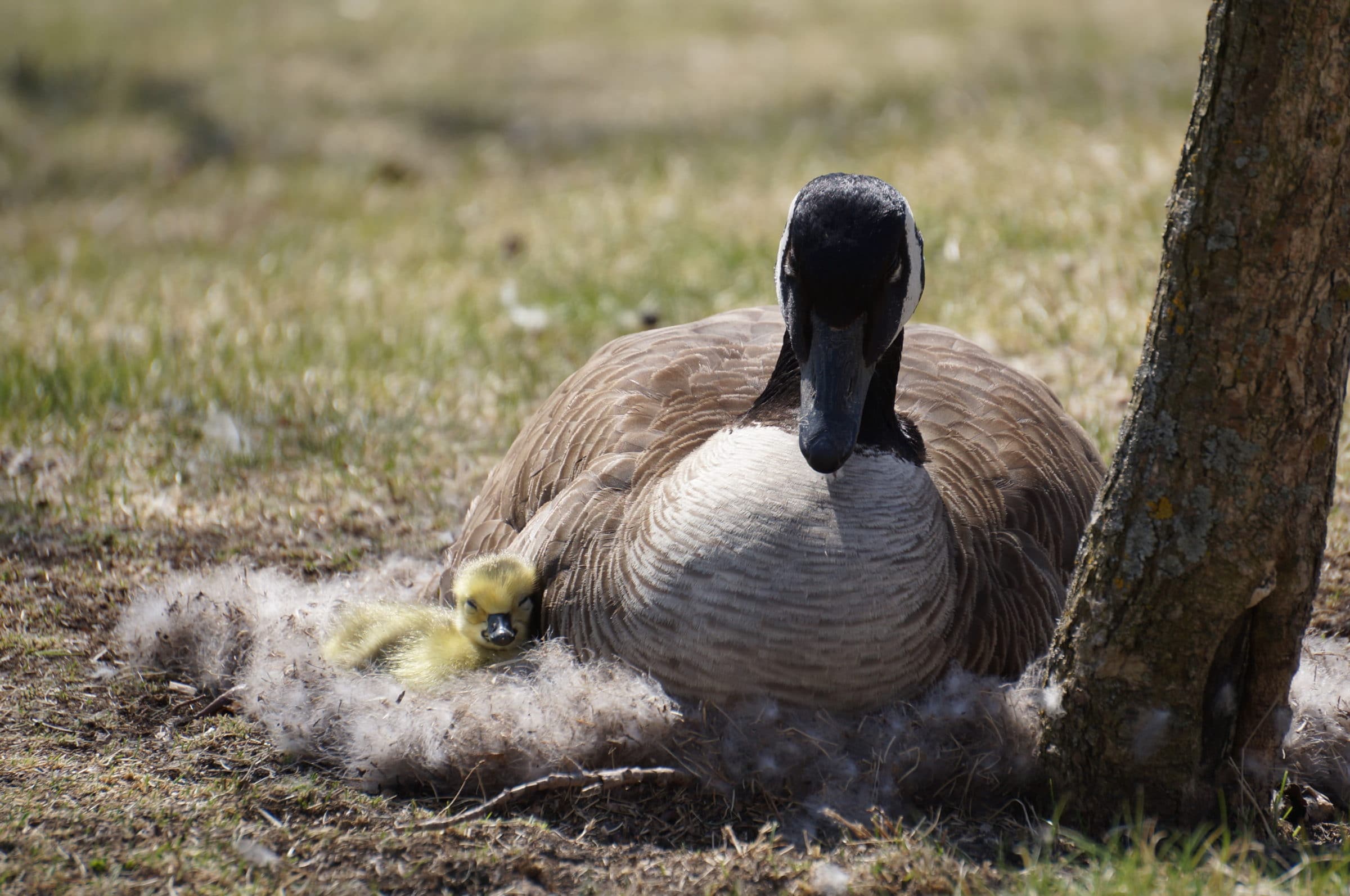 Mother goose with gosling