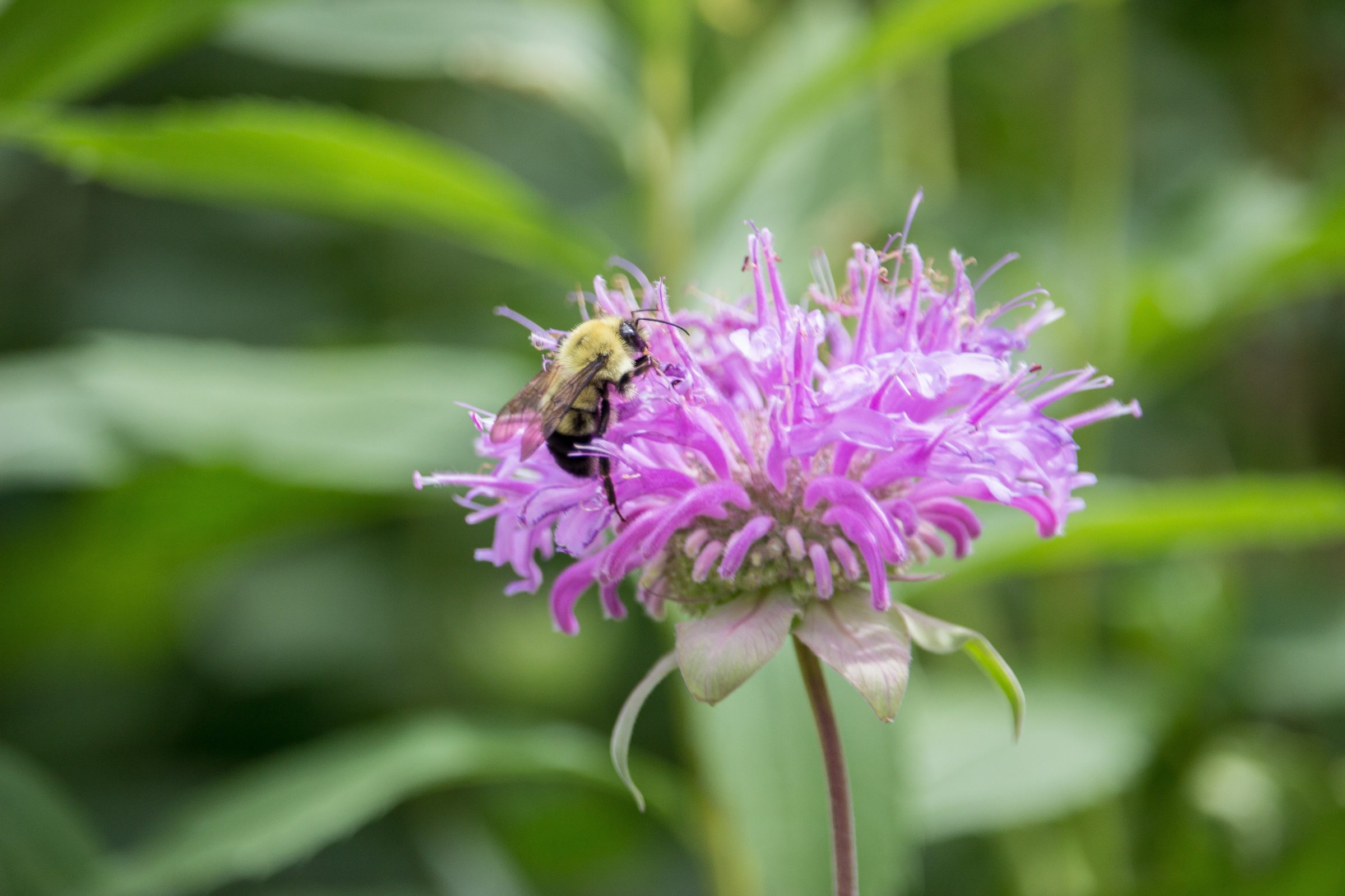 Bumble bee sitting on a purple flower in summer