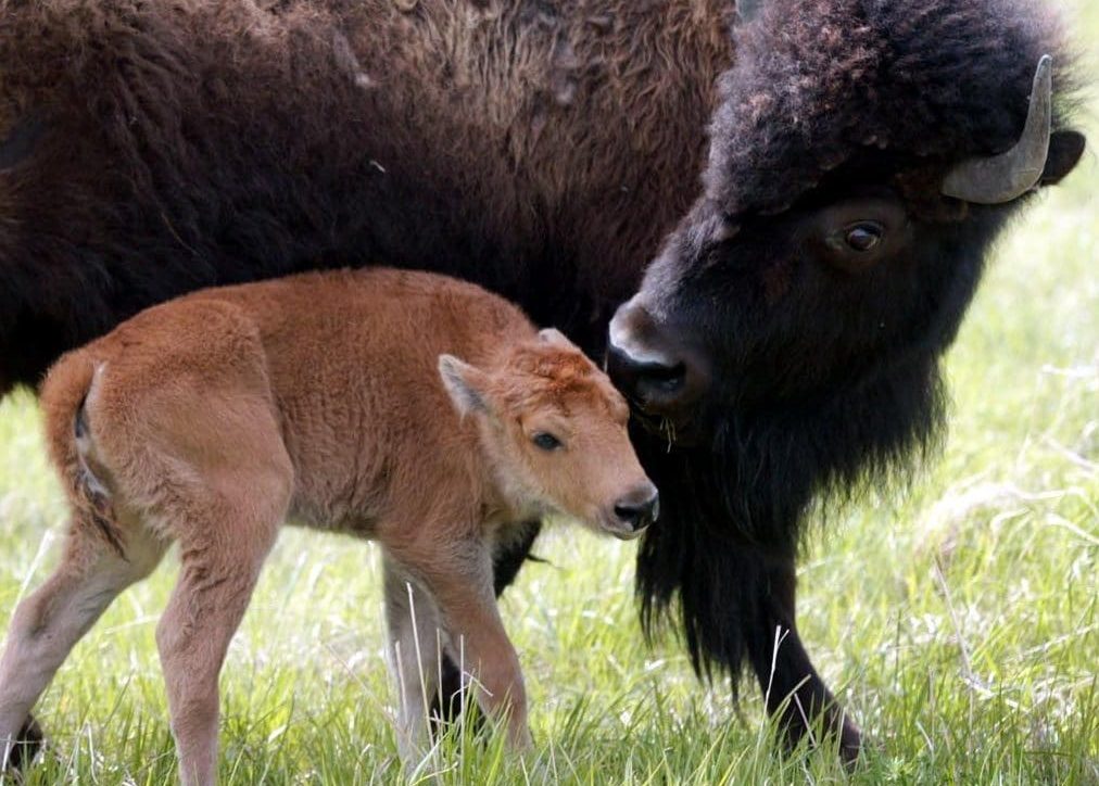 Mother bison with baby calf in field
