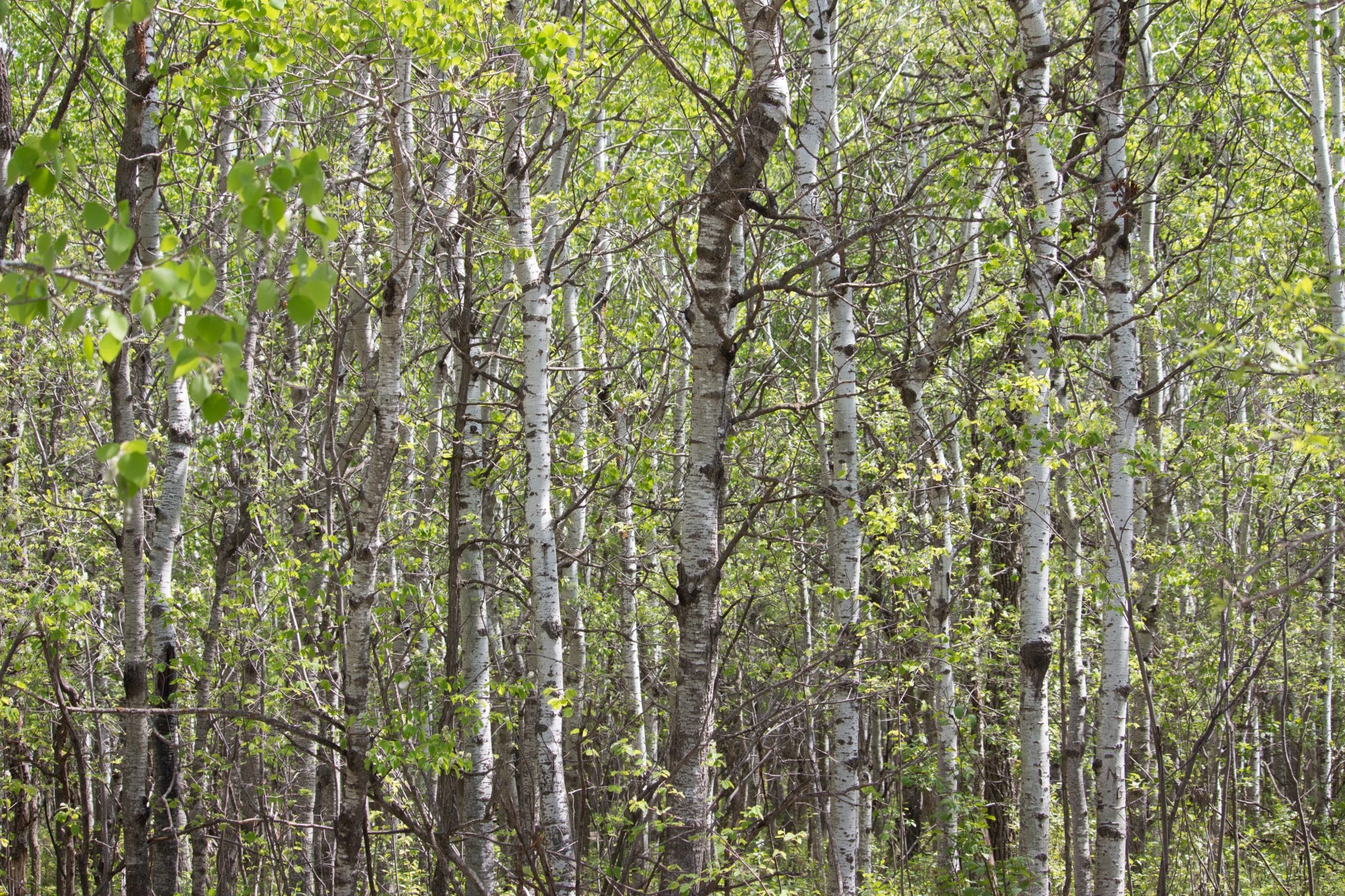 Forest of birch trees