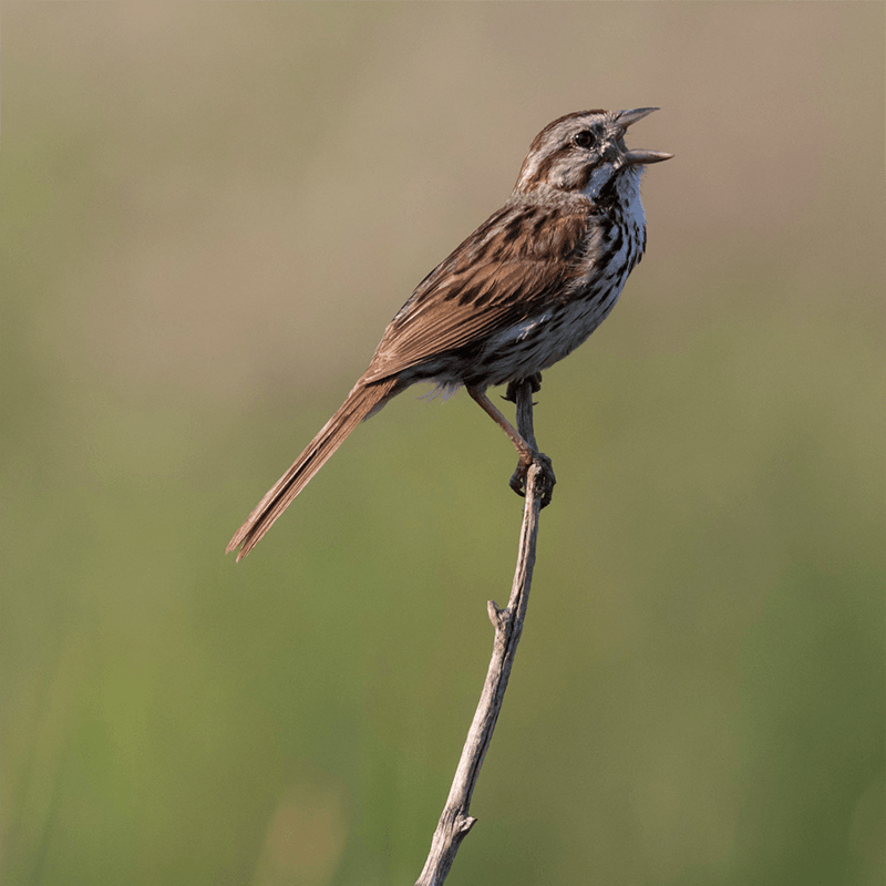 Brown coloured bird sitting on a twig