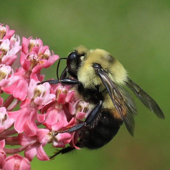 Bumble bee sitting on pink flower