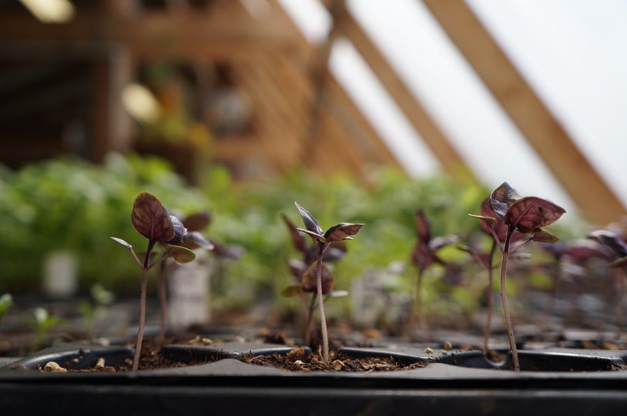 Basil plants growing in a passive solar greenhouse.