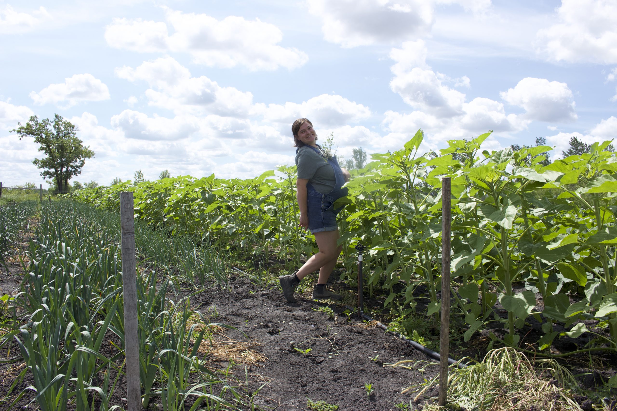 Heather stands in a field of soon-to-bloom sunflowers