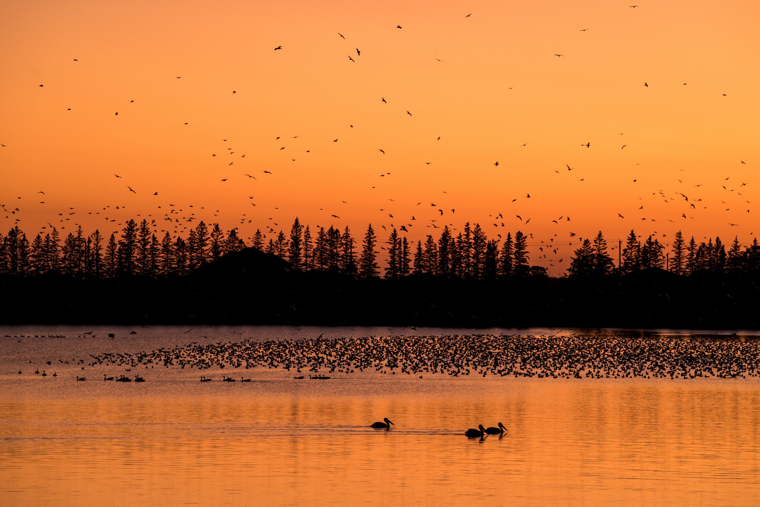 Silhouettes of geese fly over the lake at sunset