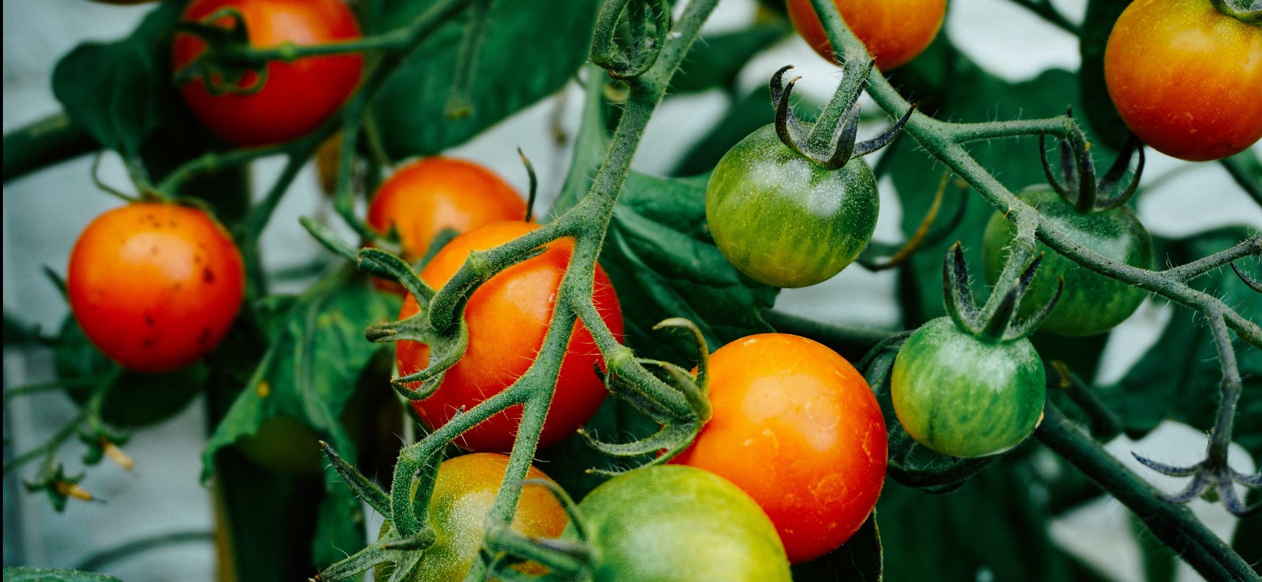 A tomato plant with several red and green tomatoes