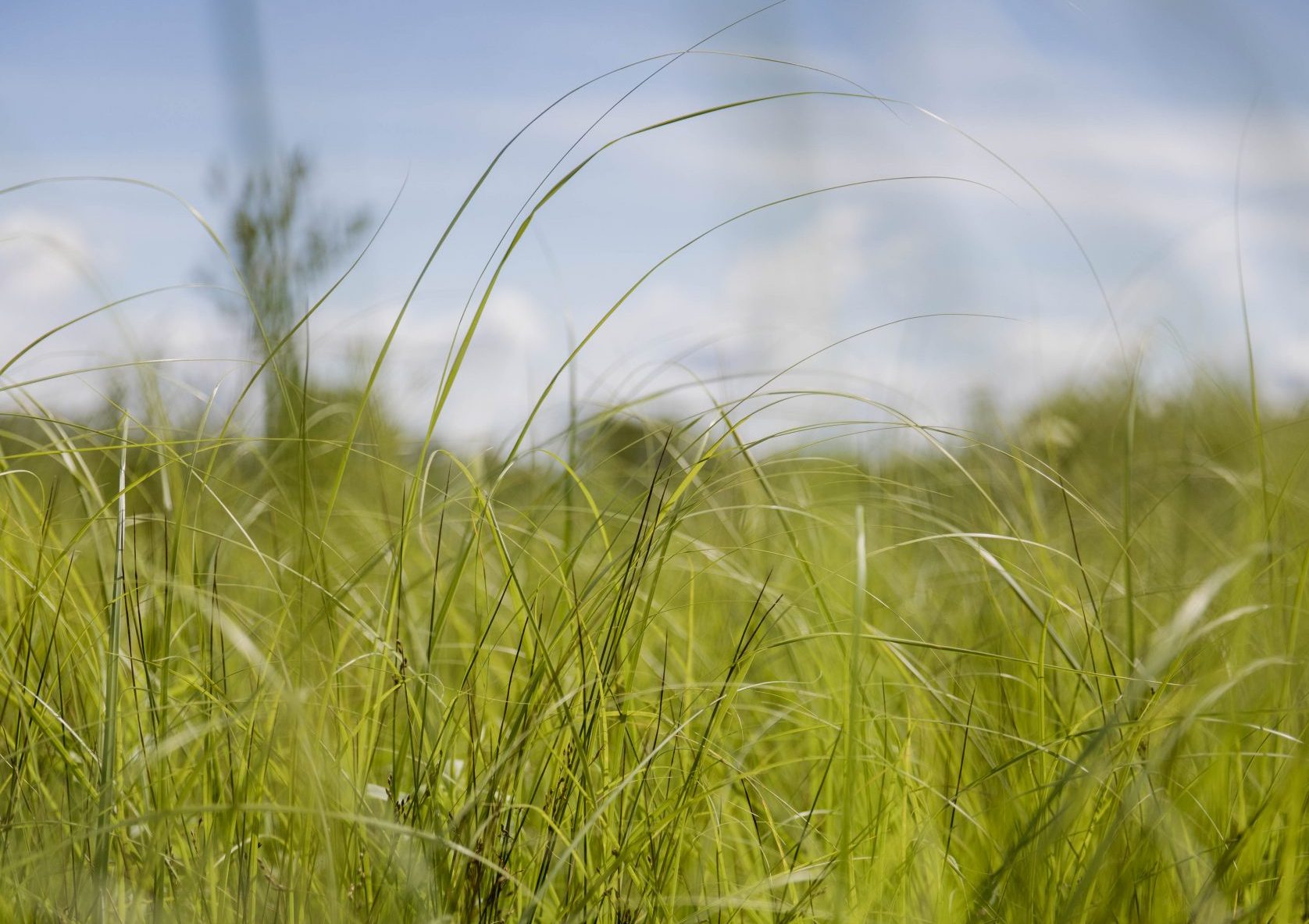 Tall green grass fills most of the photo with blue sky behind it.