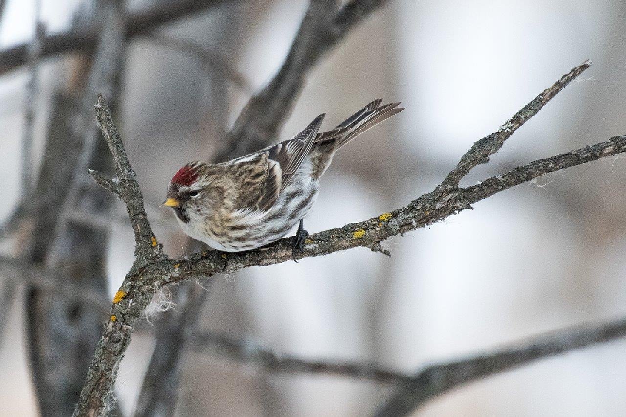A brown and beige bird with a red tuff on its head perches on a tree branch.