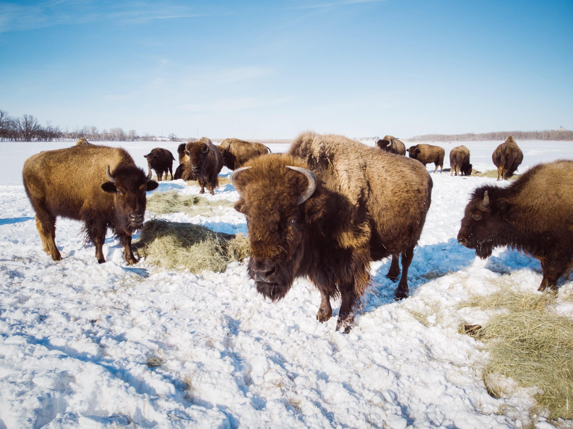 A group of bison stand together in the snow.