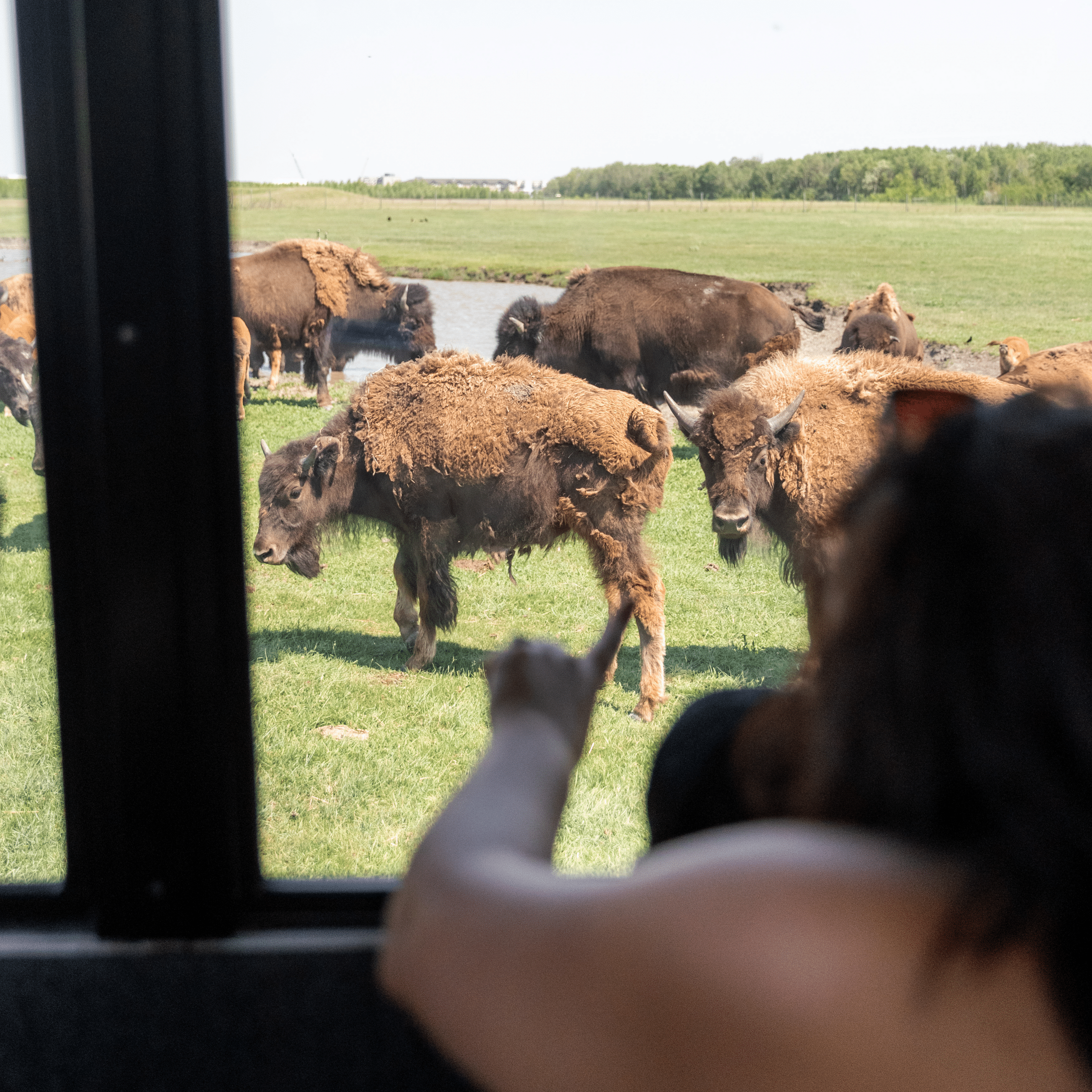 An adult and child look out the window of the bus at a herd of bison.