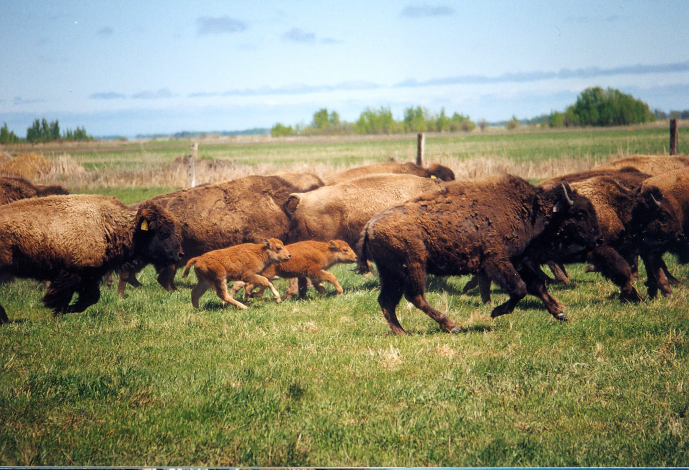 A herd of bison with calves runs in a field.
