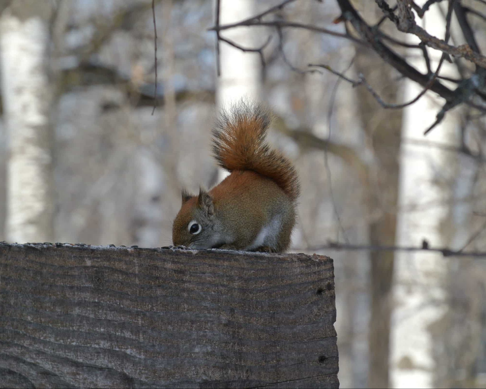 Red squirrel bent down searching for food on railing.
