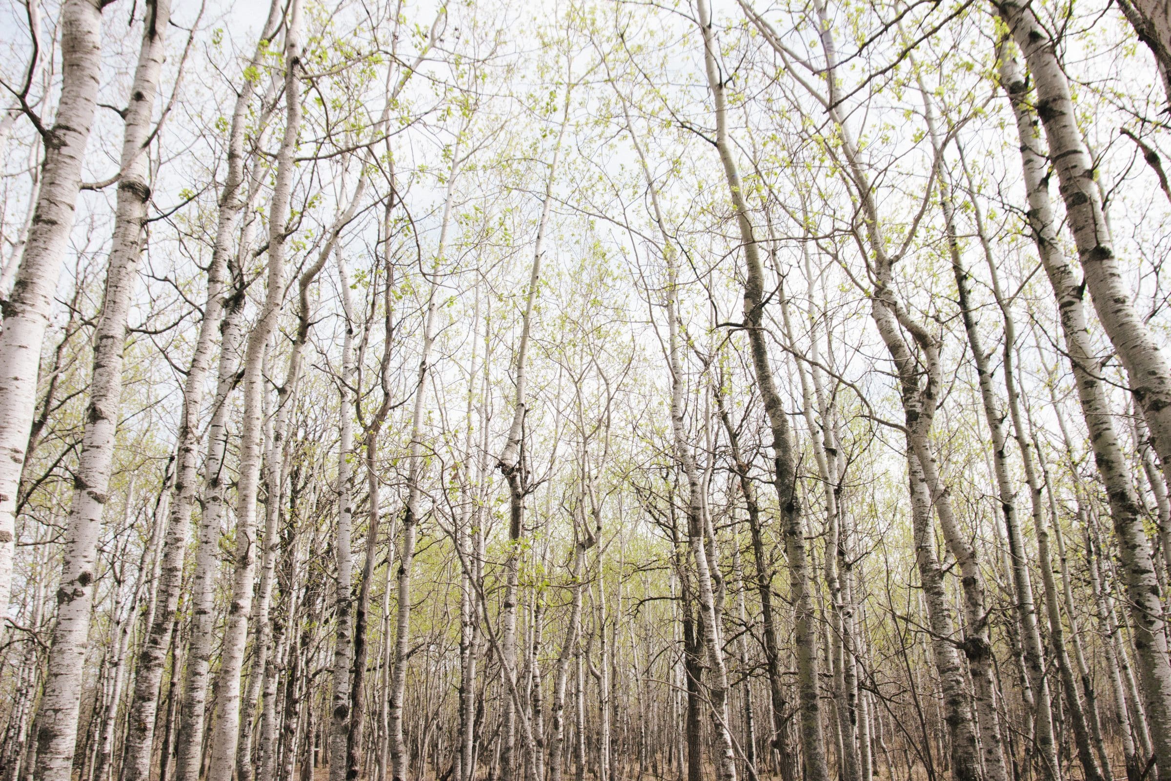 Looking up at birch trees as their green leaves are starting to come out.