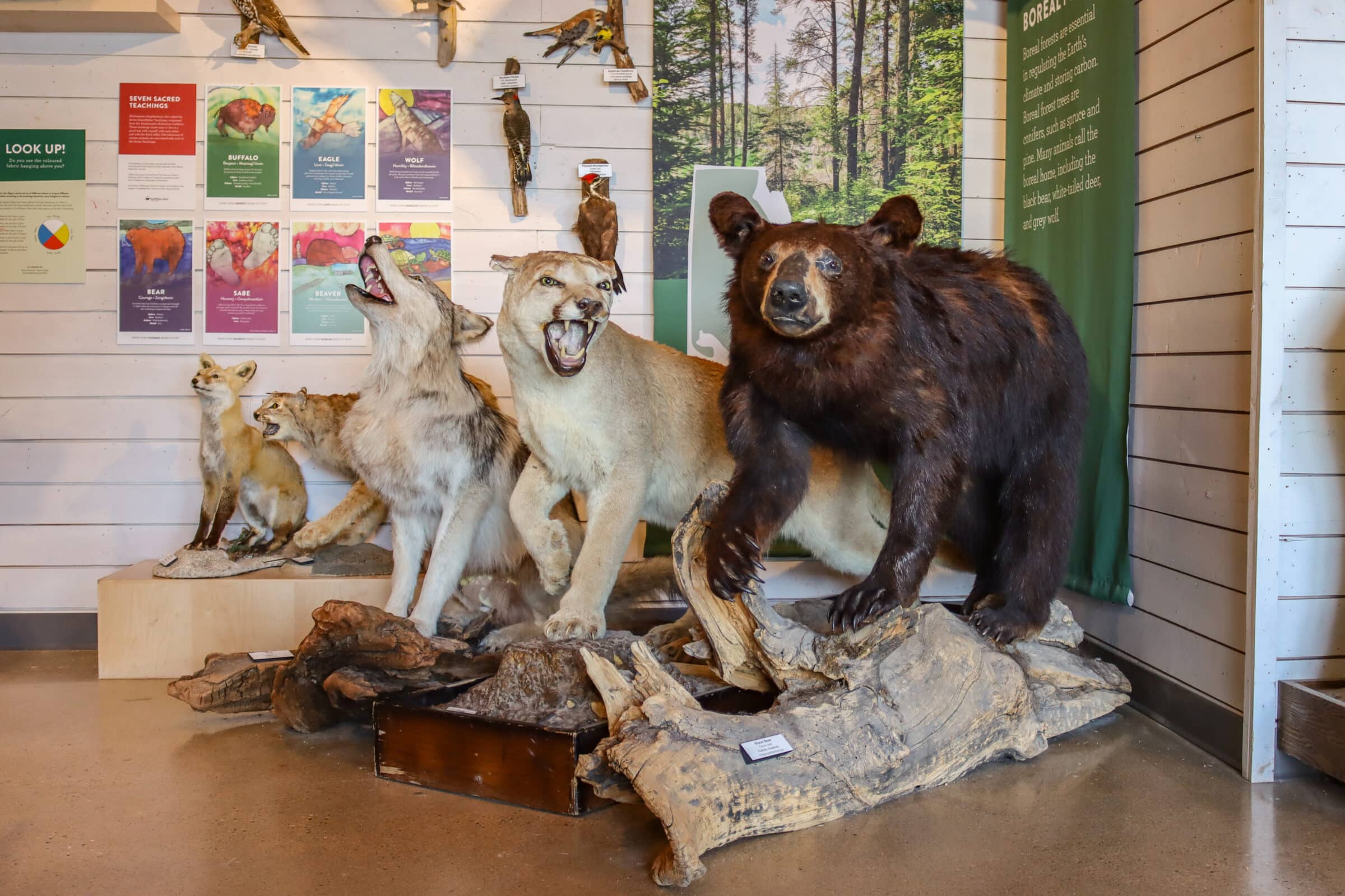Taxidermy black bear, cougar, and coyote stand Ibn front of wall of smaller taxidermy animals and signage.