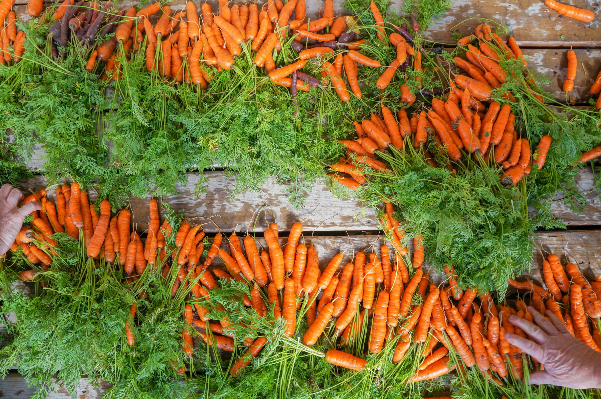 Piles of large carrots spread across wooden table with hands reaching in on either side.
