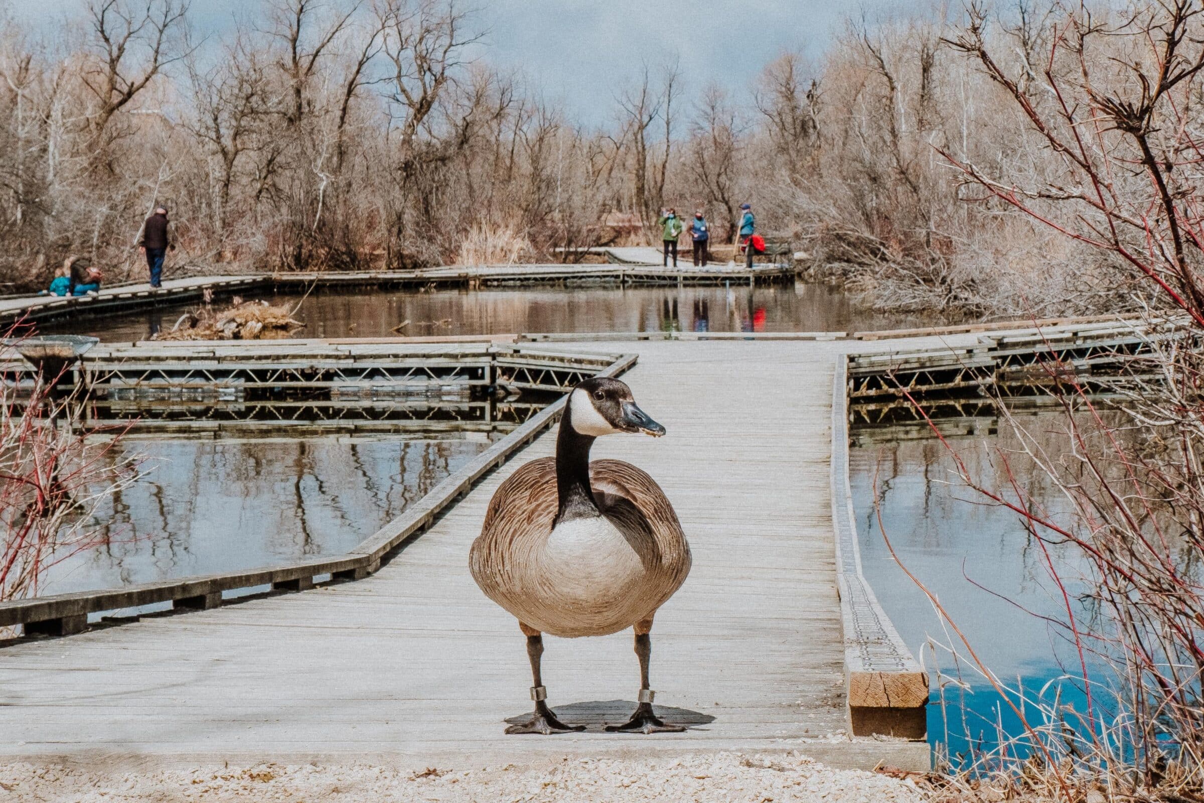 Canada Goose stands on a boardwalk with people in distance.
