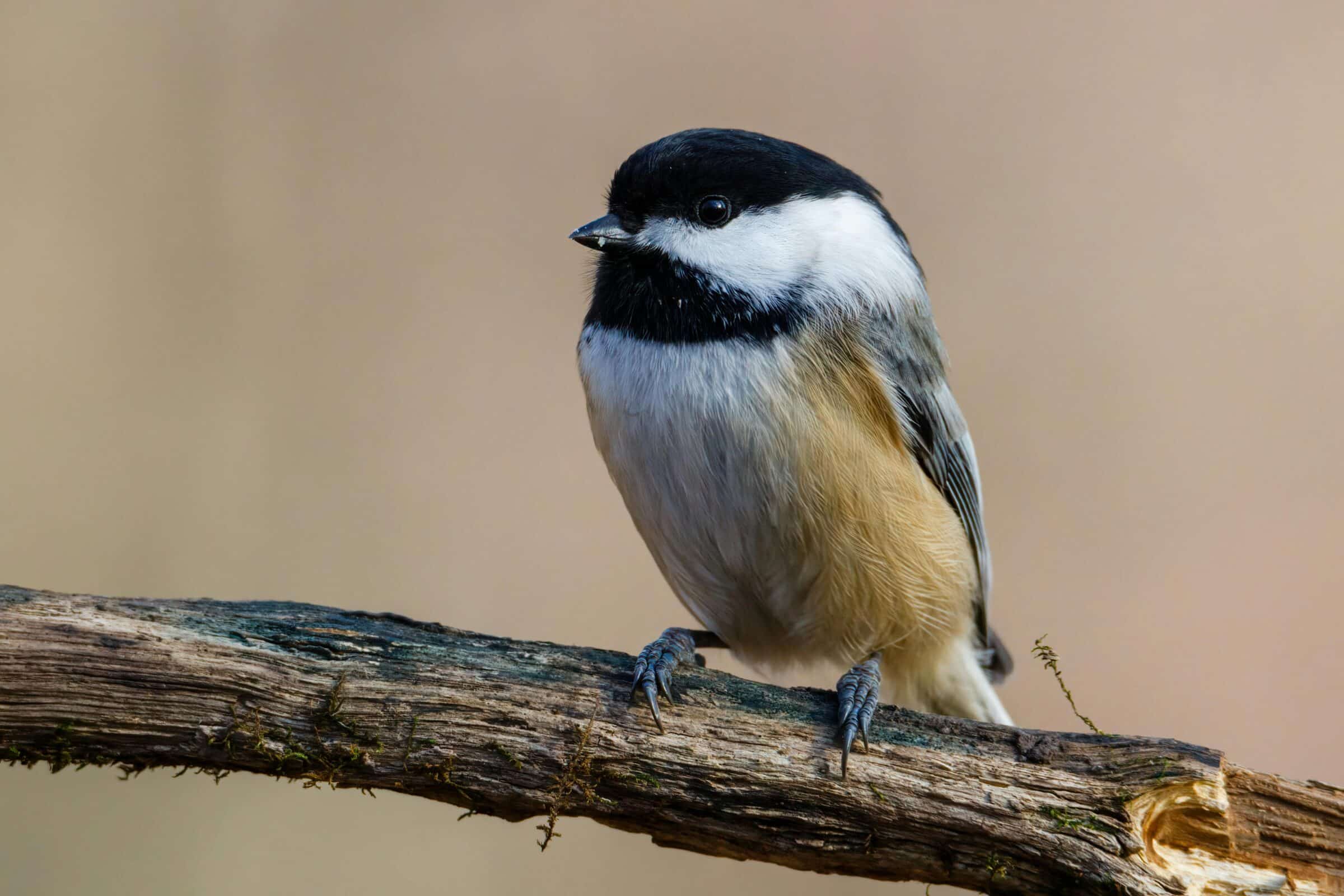 chickadee sits on branch