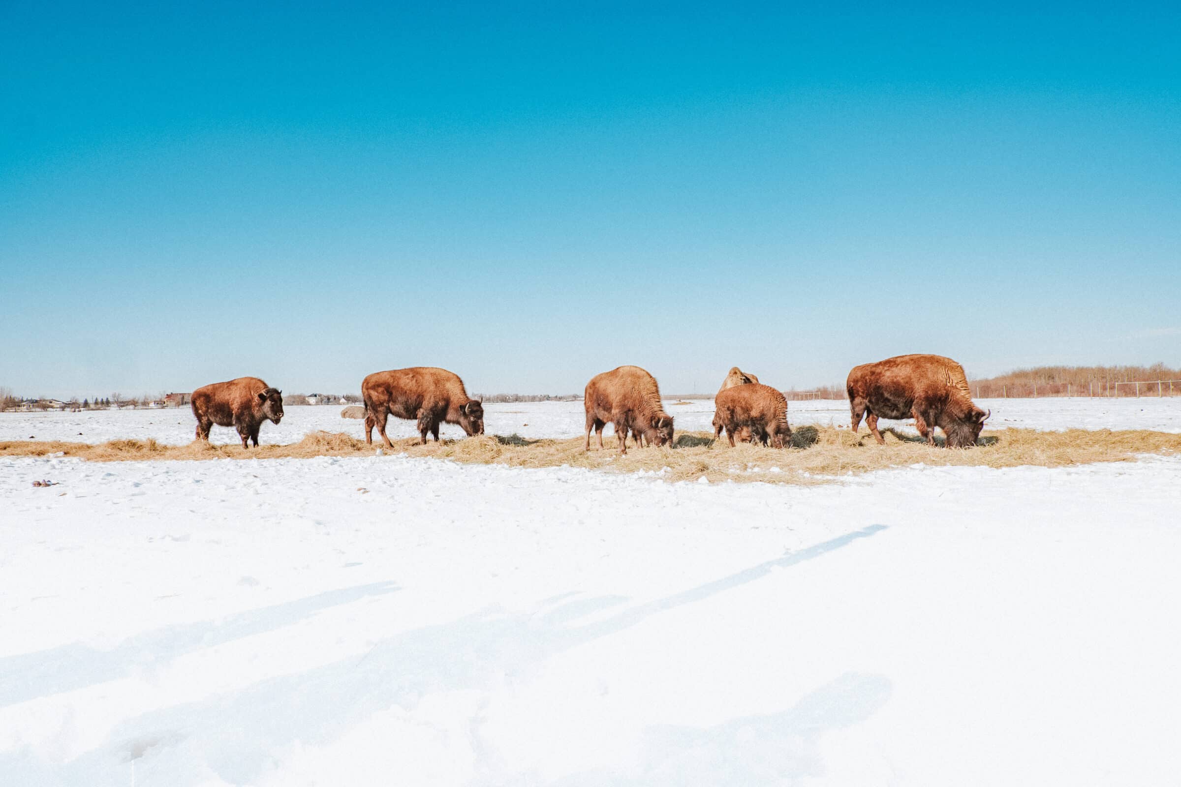 5 bison stand in field in winter eating hay