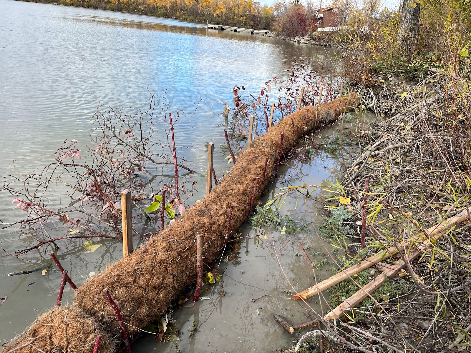 A double layer of live dogwood fascines underlies this layer of coir logs, both of which are held in place by live dogwood stakes. Anti-scouring branches can be seen projecting out into open water.