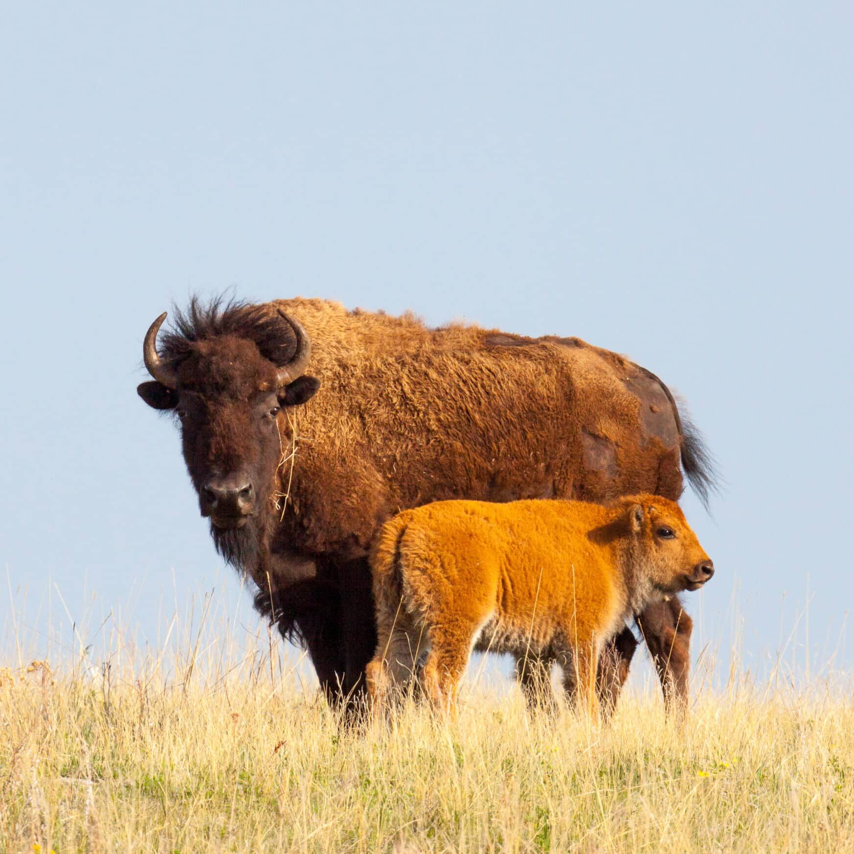 bison and calf in field