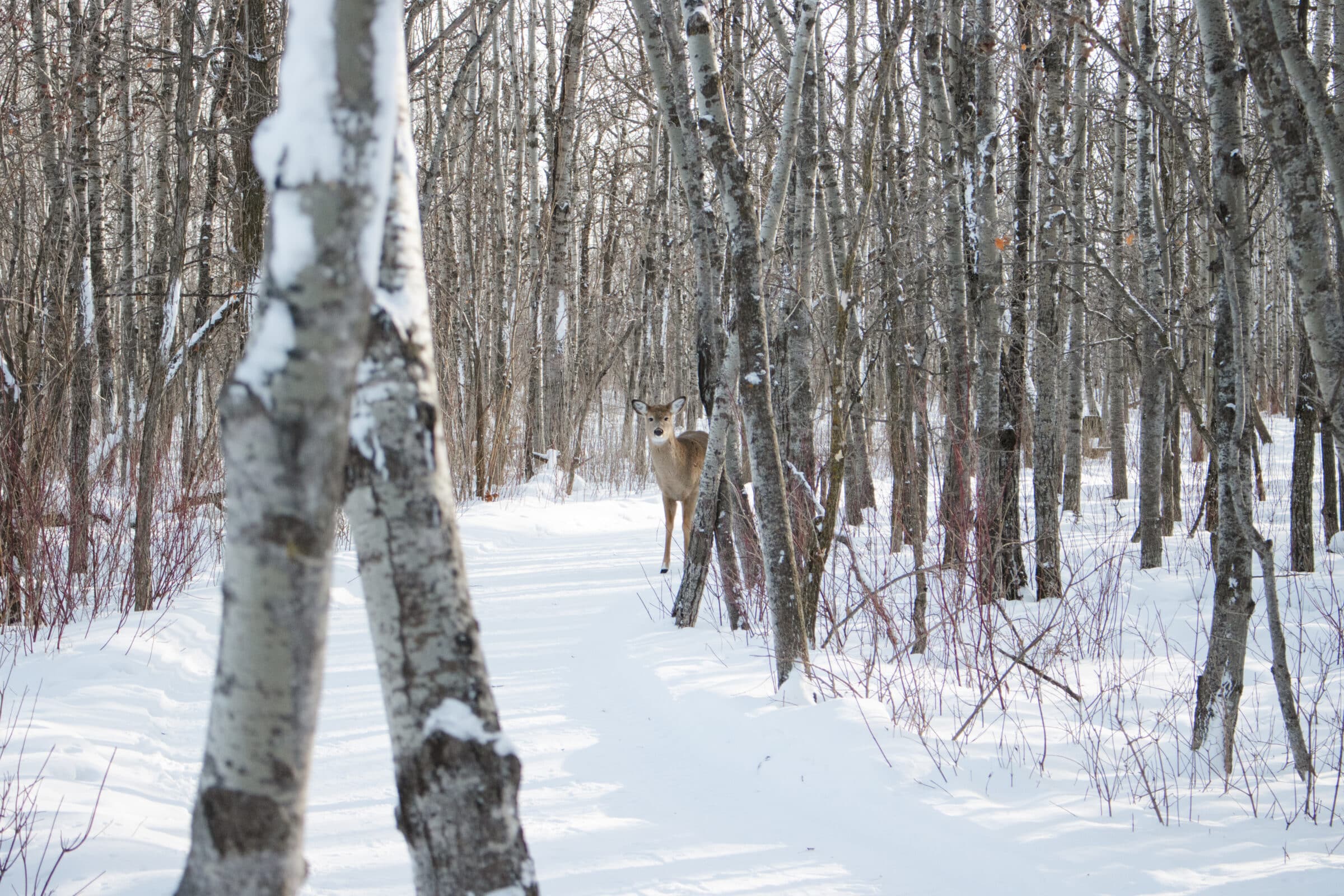 deer on winter trail peeks around trees